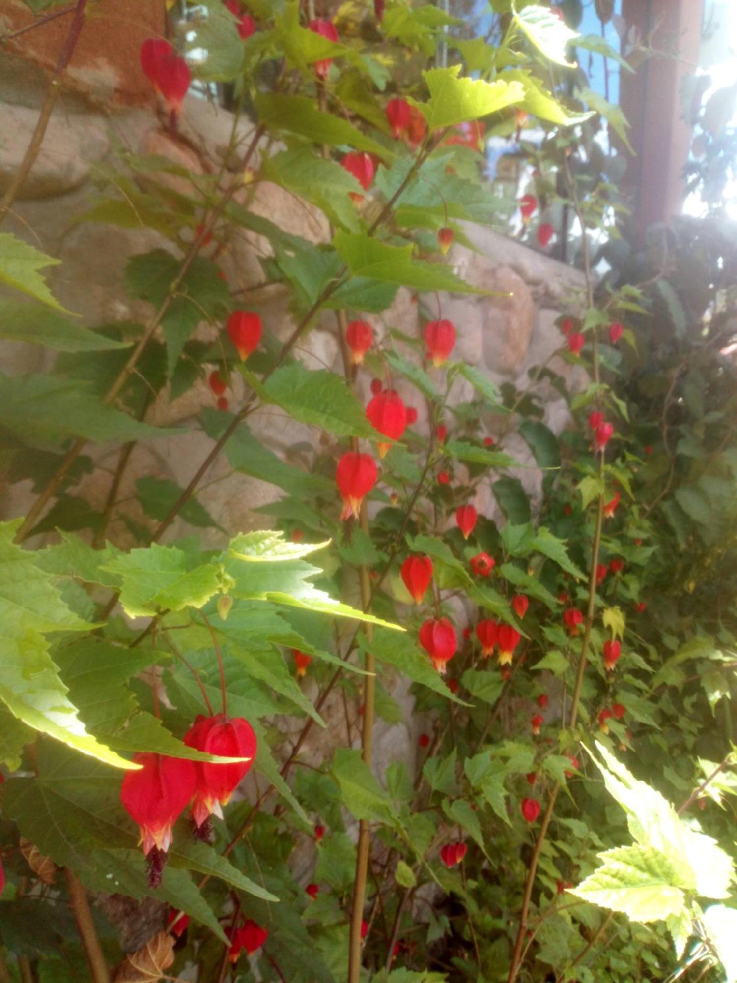 Ecolodge Ccatan Urubamba Exteriér fotografie